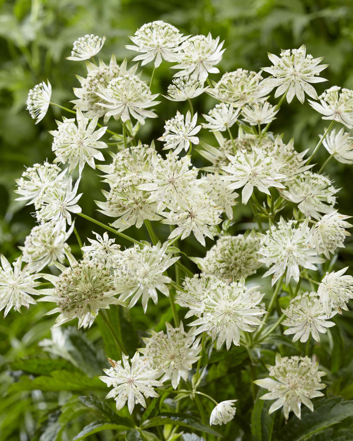Stjerneskærm 'Sparkling Stars White'